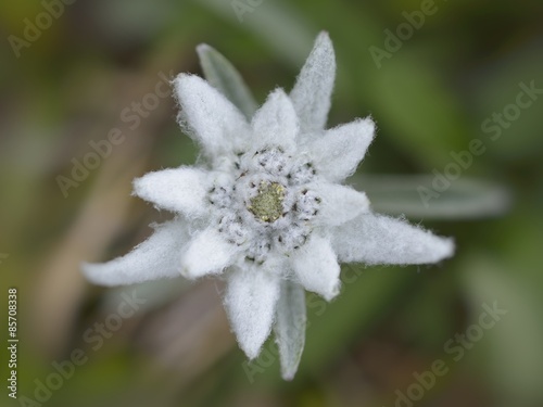 edelweiss in nature