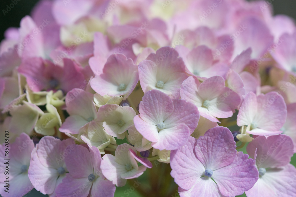 Obraz premium Hydrangea