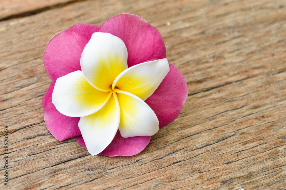 Frangipani tropical flowers, Plumeria flowers fresh Frangipani tropical flowers, Plumeria flowers fresh