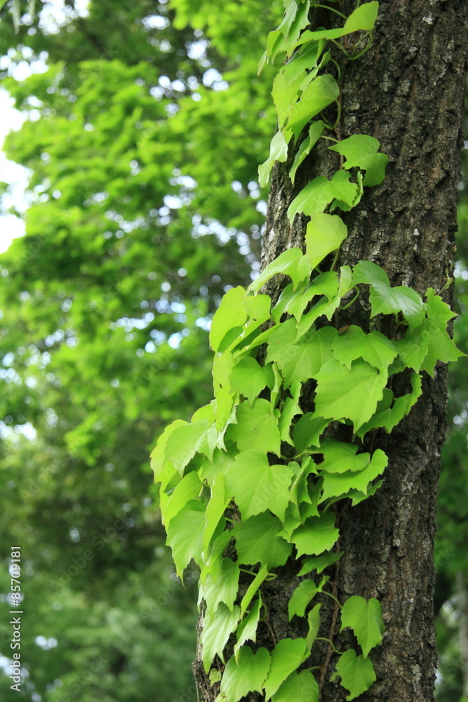 Obraz premium 蔦の絡まる木