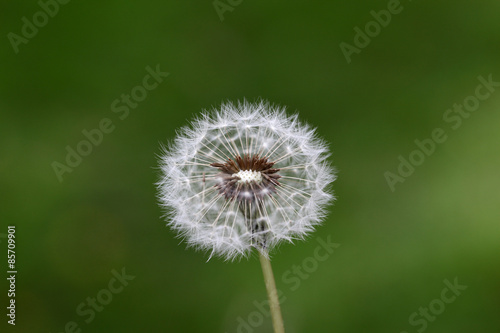 Beautiful Dandelion flower