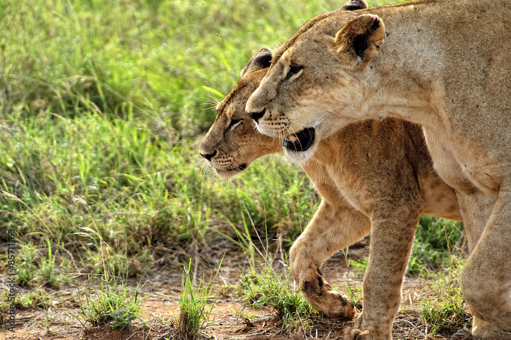 Fototapeta premium Lions