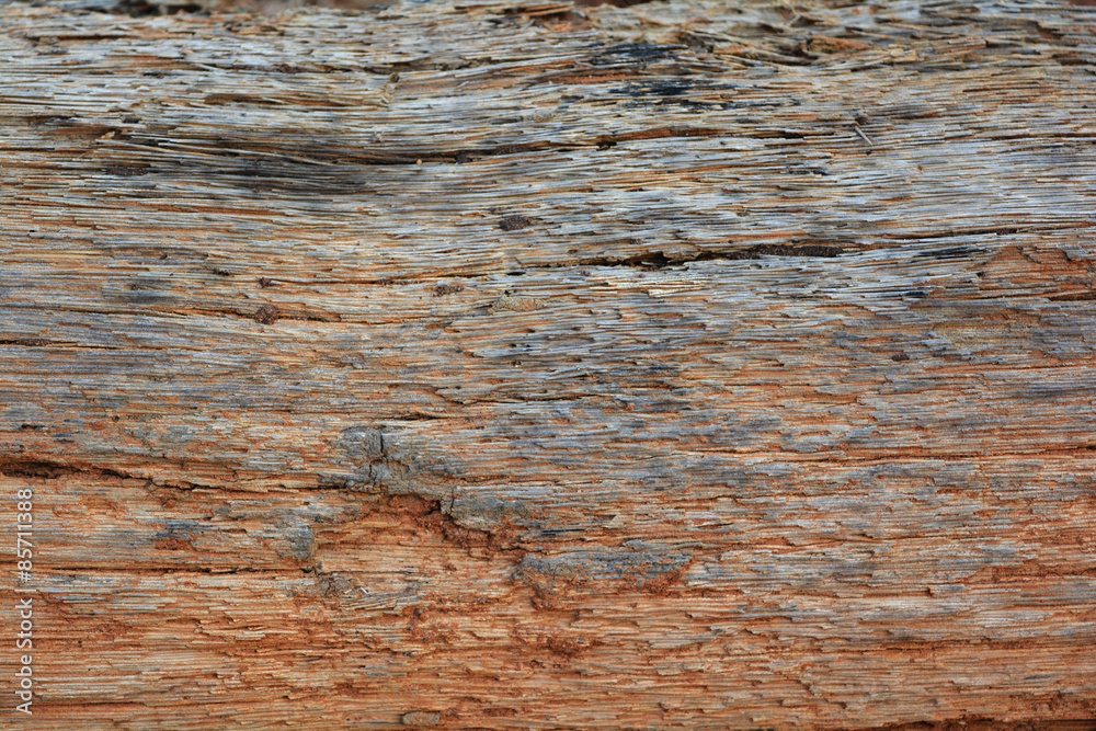 Naklejka premium wood texture