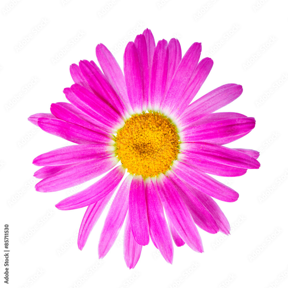pink chamomile flower is isolated on white background, closeup