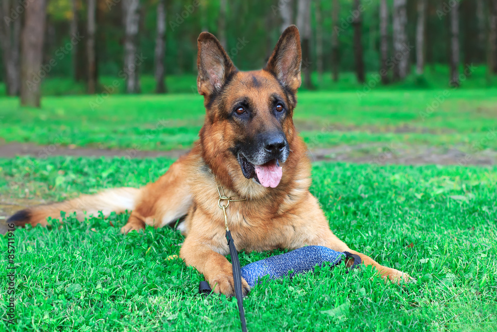 German shepherd in the park