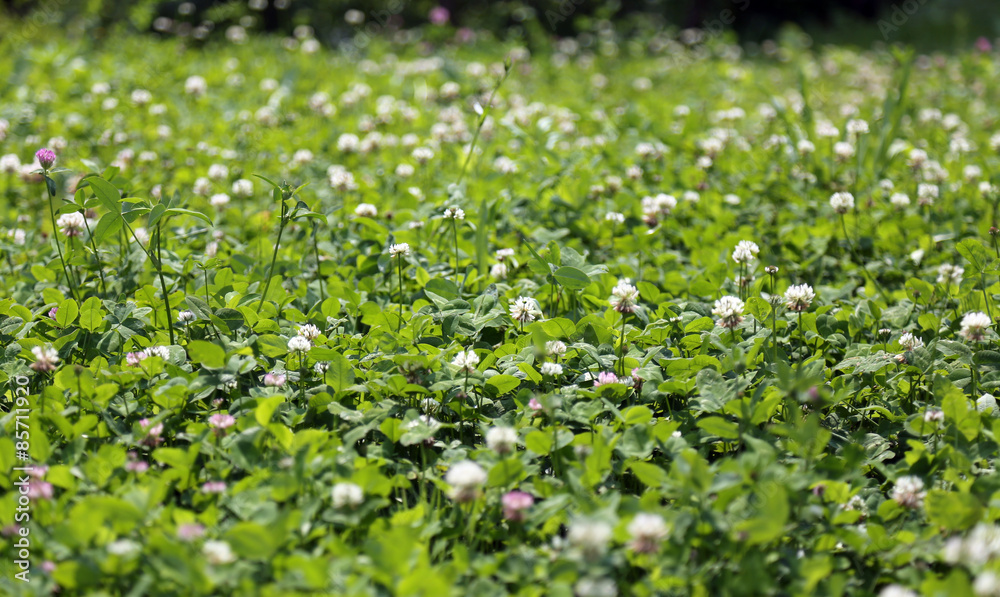 lush clover field and green grass