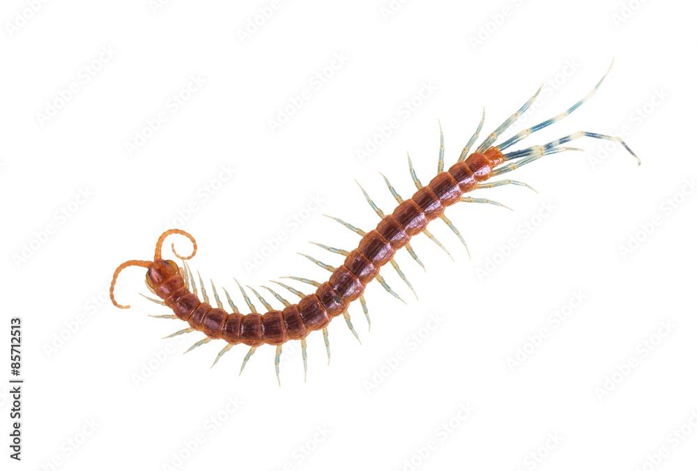 Centipede Centipede
