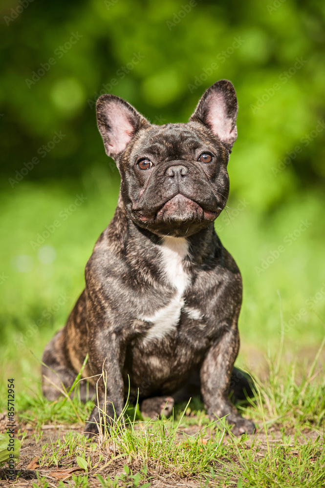 French bulldog sitting outdoors in summer