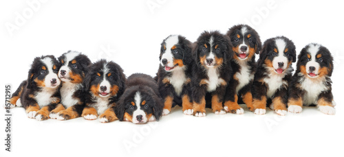 Nine puppies Bernese mountain dog