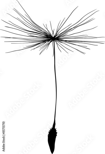 single dandelion seed black silhouette isolated on white