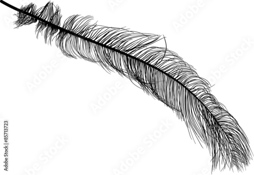 illustration with long ostrich feather on white