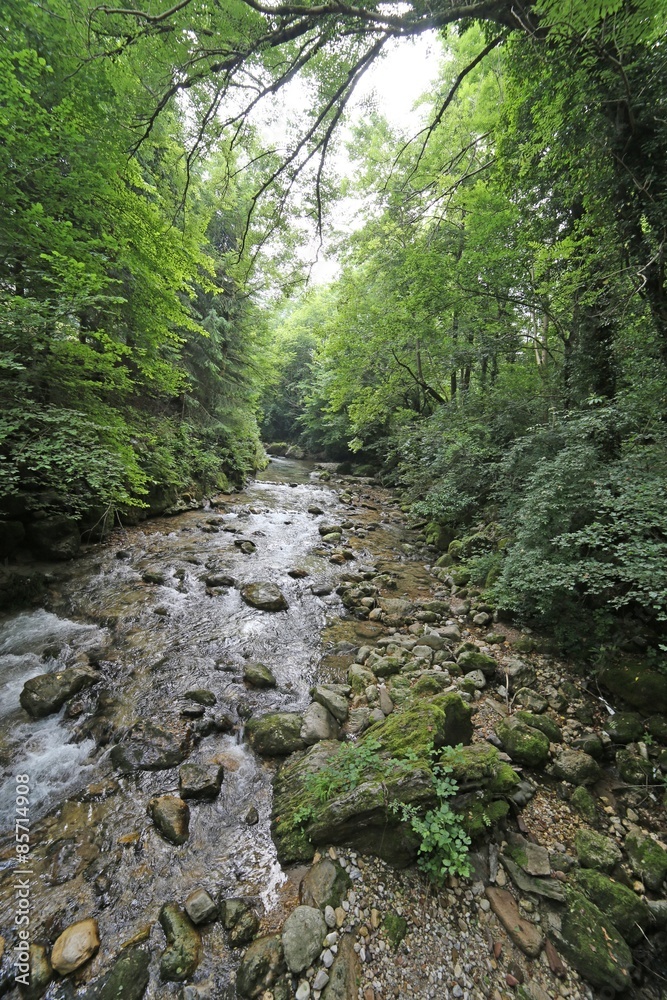 stream with fresh water in the middle of the Woods in spring