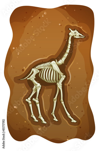 Fossil