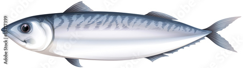 Mackeral
