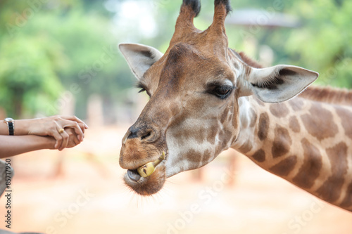Feeding Giraffe © oatintro