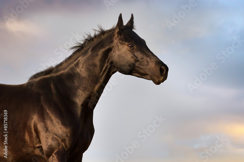 Black horse portrait against blue sky