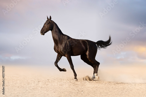 Beautiful black achal teke stallion horse start running in desert