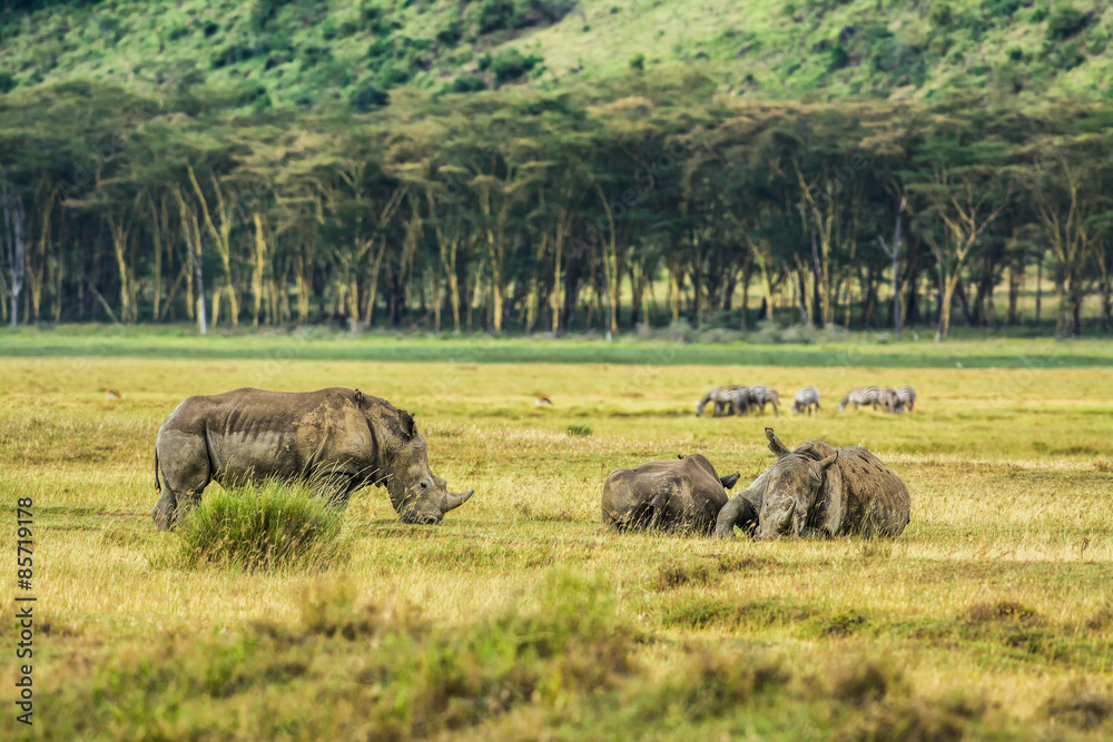 Obraz premium White rhinoceros in Lake Nakuru National Park, Kenya