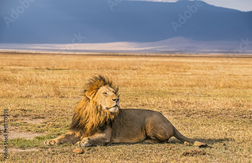 Fototapeta Naklejka Na Ścianę i Meble -  Lion resting in the Ngorongoro Crater