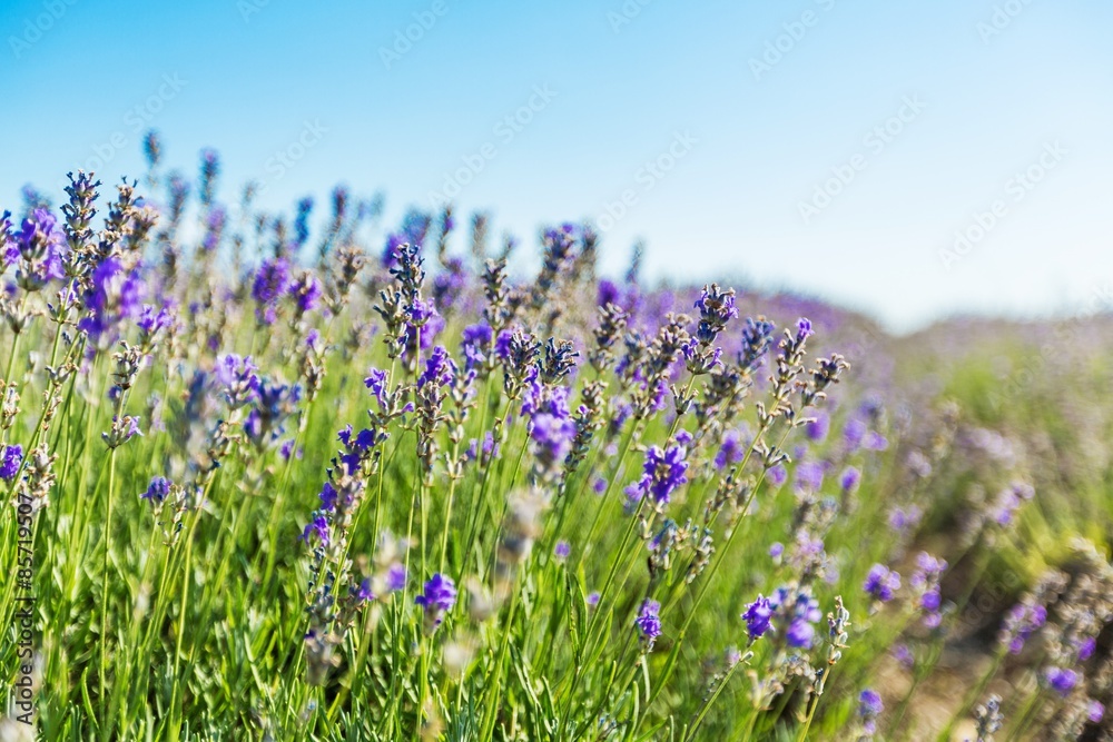 Naklejka premium Lavender, Flower, Lavender Coloured.