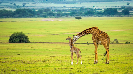 Leinwandbilder Giraffe Giraffenmama mit Baby in Wildnis  © Nick Fox