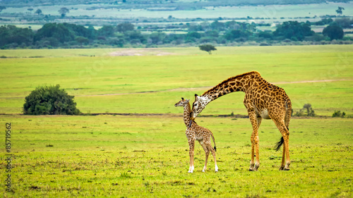 A mother giraffe with her baby
