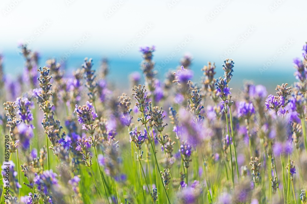 Fototapeta premium Flower, lilac, background.