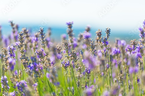 Flower, lilac, background.