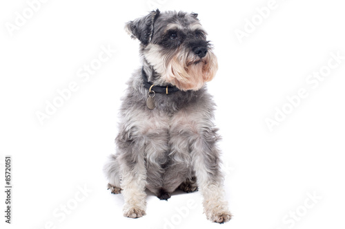 Portrait of Miniature Grey Schnauzer Terrier