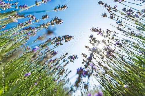 Lavender, Flower, Lavender Coloured.