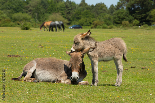 New Forest Hampshire England UK mother and baby donkey summer sunshine
