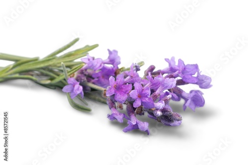 Lavender  Single Flower  Flower.