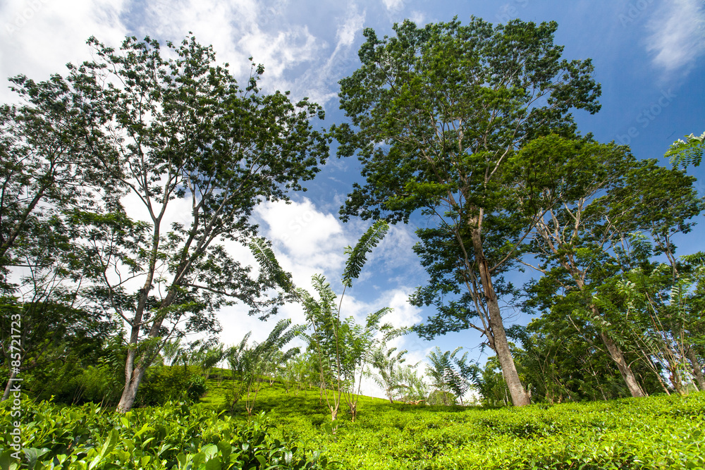 Fototapeta premium Tea plantation