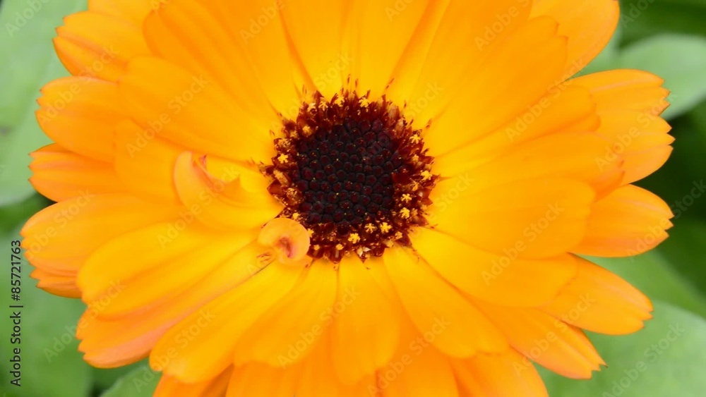 Ringelblume, Calendula offic.,Nahaufnahme der Blüte Ringelblume, Calendula offic.,Nahaufnahme der Blüte
