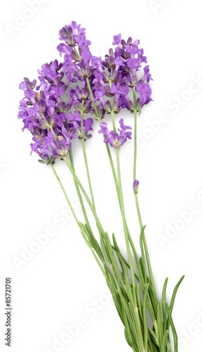 Lavender, Flower, Herb.