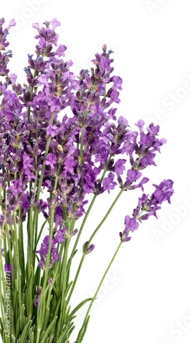 Lavender  Lavender Coloured  Flower.