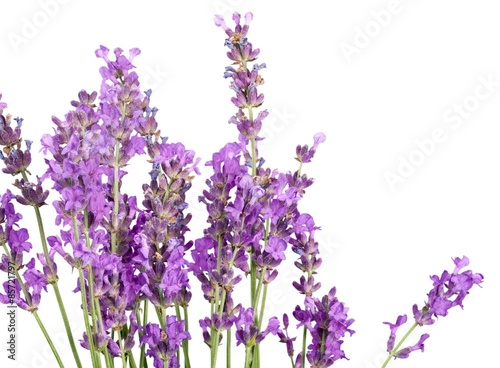 Lavender  Lavender Coloured  Flower.