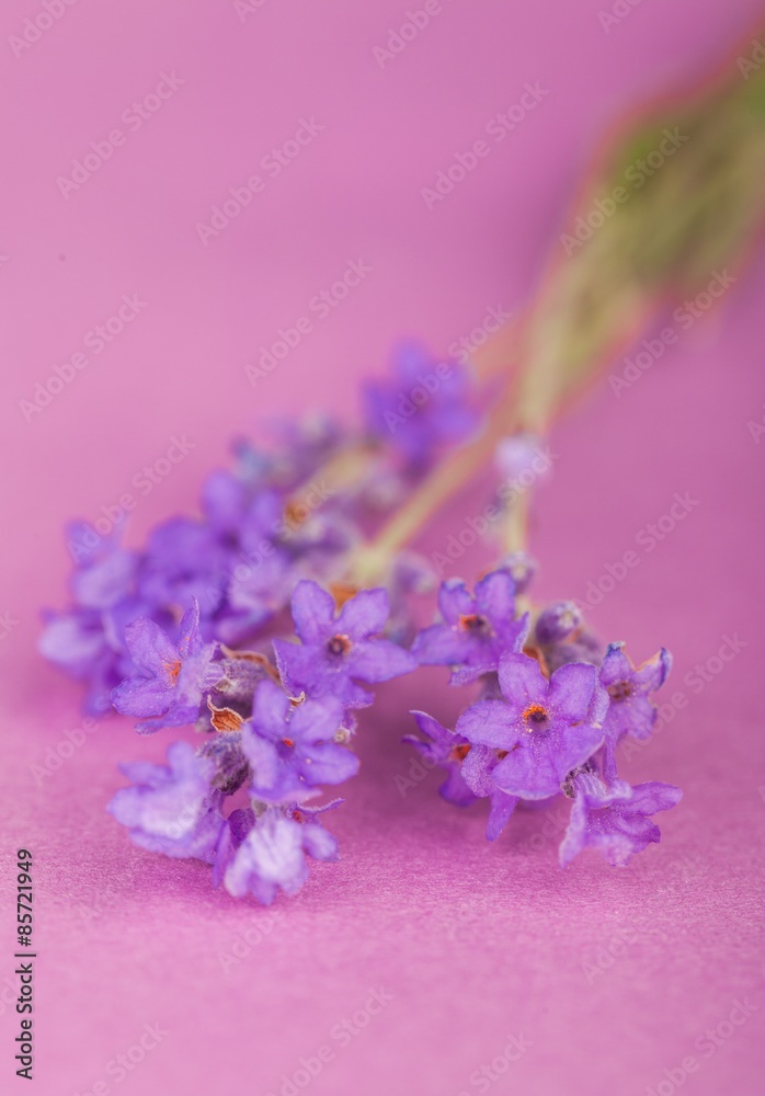 Fototapeta premium Lavender, Flower, Single Flower.