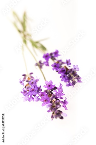 Lavender  Spa Treatment  Flower.