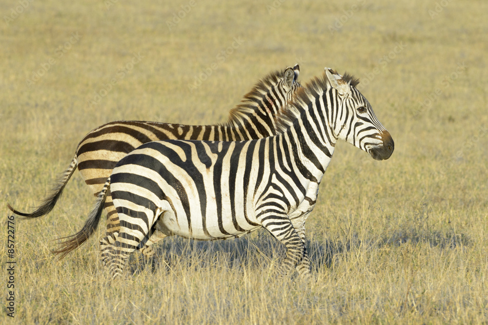 Two Zebra (Equus quagga) running on savanna at sunrise, Serengeti National Park, Tanzania Two Zebra (Equus quagga) running on savanna at sunrise, Serengeti National Park, Tanzania