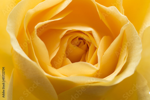 Macro yellow rose