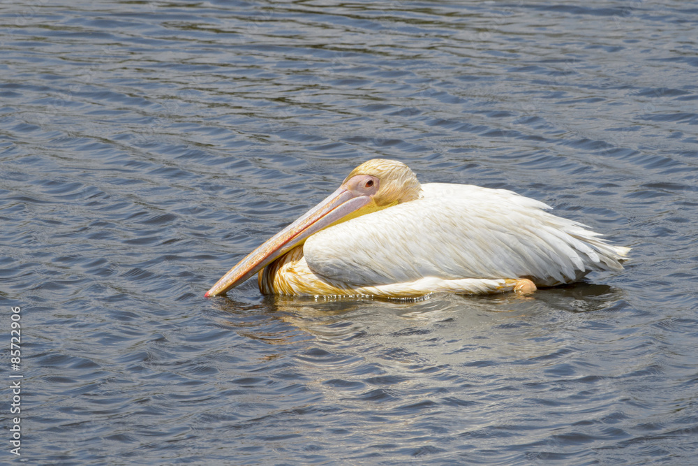 Great White Pelican (Pelecanus onocrotalus)swimming in water, Ngorongoro crater, Tanzania. Great White Pelican (Pelecanus onocrotalus)swimming in water, Ngorongoro crater, Tanzania.