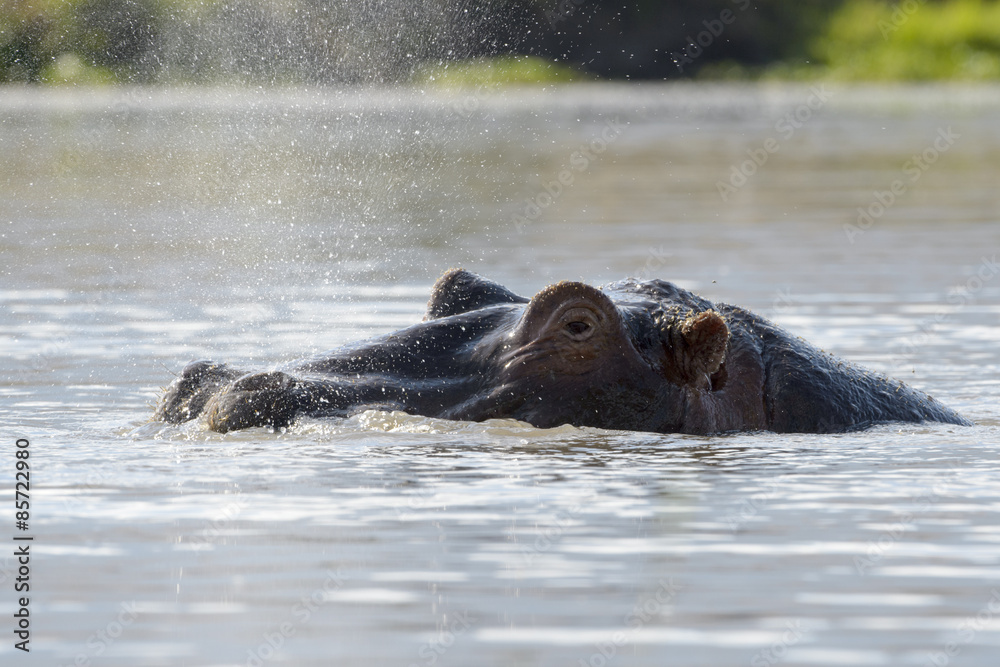 Fototapeta premium Hippopotamus (Hippopotamus amphibius) breathing at water surface, Ngorongoro crater, Tanzania.