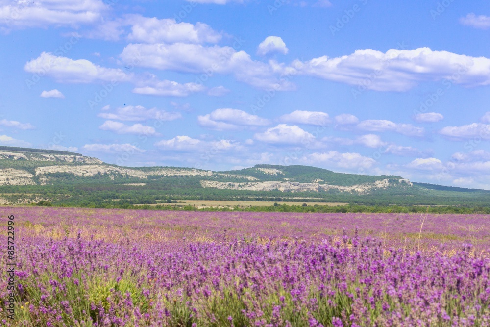 Lavender, Purple, Provence-Alpes-Cote d'Azur.