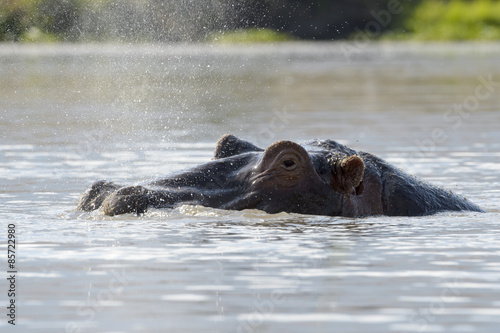Hippopotamus (Hippopotamus amphibius) breathing at water surface, Ngorongoro crater, Tanzania.