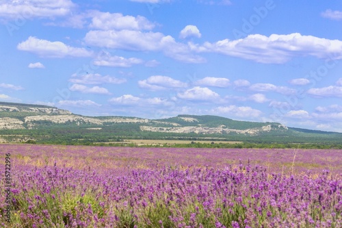 Lavender, Purple, Provence-Alpes-Cote d'Azur. © BillionPhotos.com