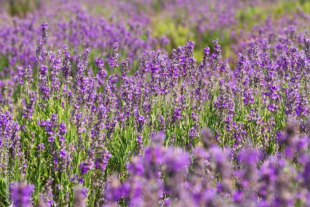 Naklejka premium Lavender, Field, Provence-Alpes-Cote d'Azur.