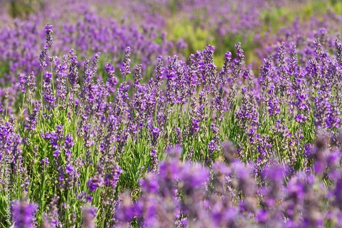 Lavender, Field, Provence-Alpes-Cote d'Azur.