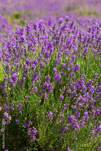 Lavender, Field, Provence-Alpes-Cote d'Azur.