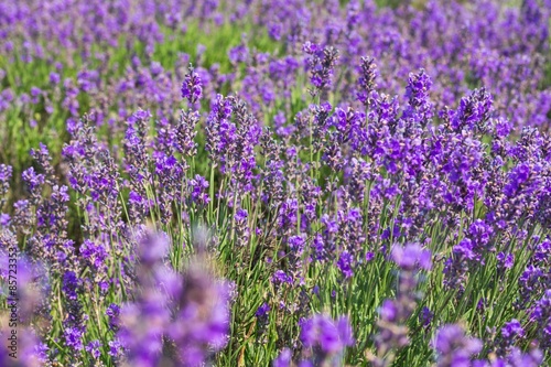 Lavender, Field, Herb.